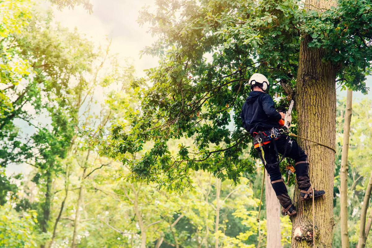 The Role of an Arborist