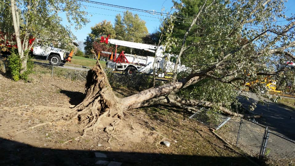 Average Cost of Tree Removal