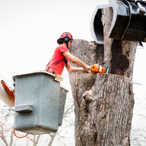 How Much Does Insurance Pay For Tree Removal After a Storm?