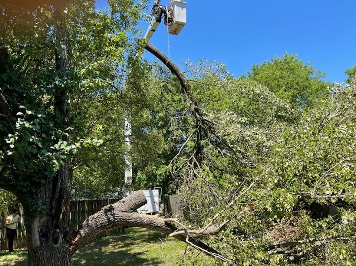 OSHA Record Keeping Requirements for Tree Services
