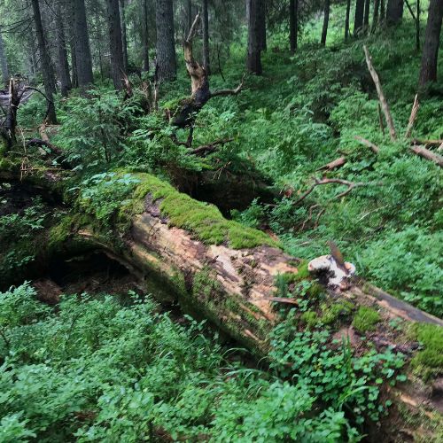 How to Handle Fallen Tree Removing