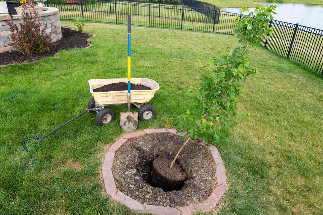 Transplanting Trees in the Yard