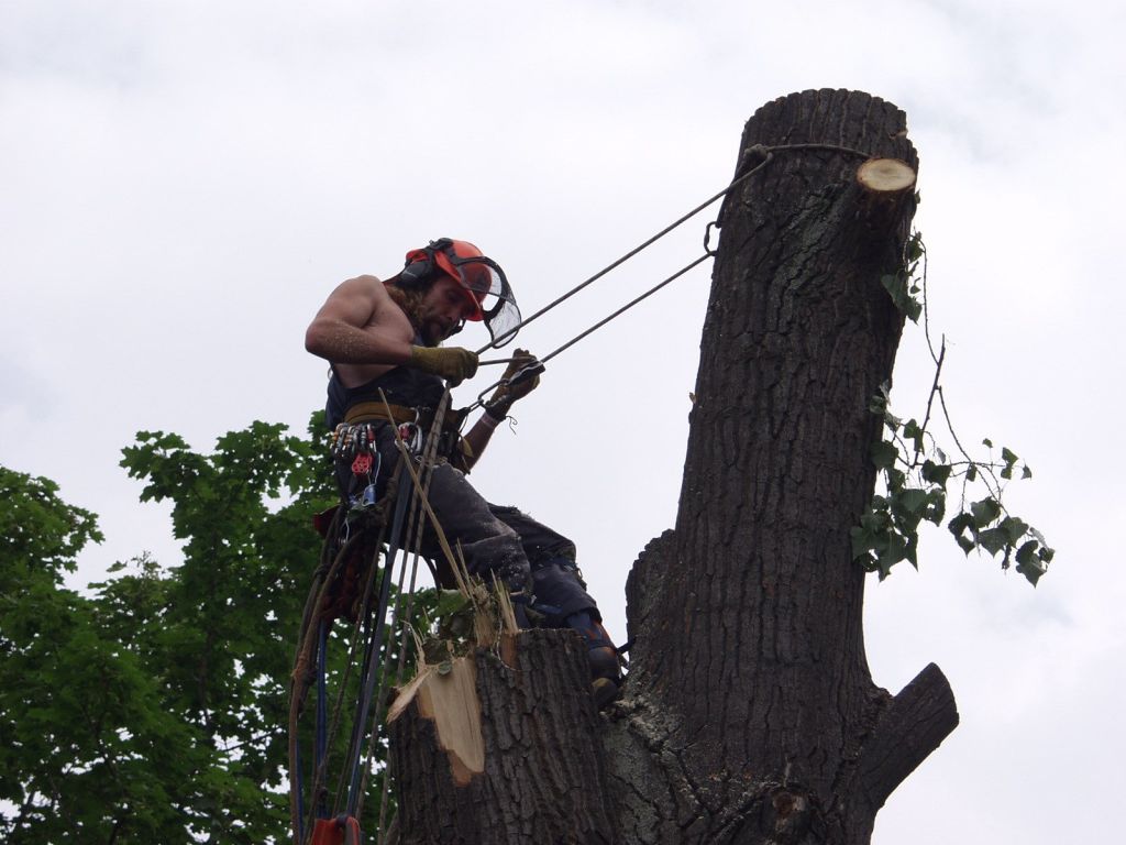 Getting Started With Tree Services