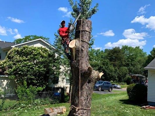 How do you identify a tree that needs to be removed?