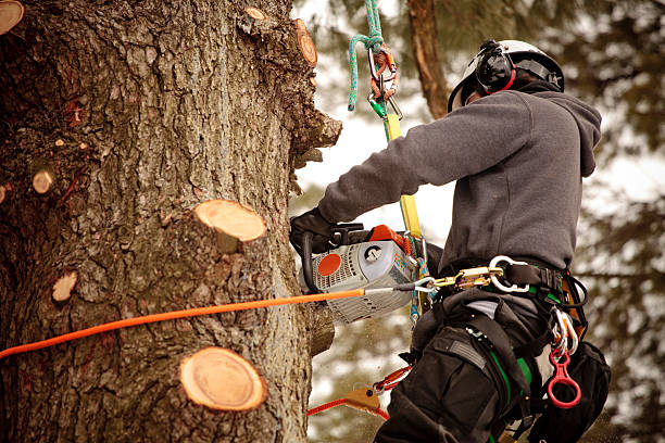 What is Tree Pruning?