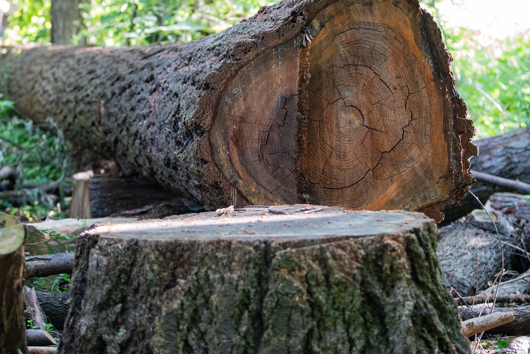 When To Use Emergency Tree Services
