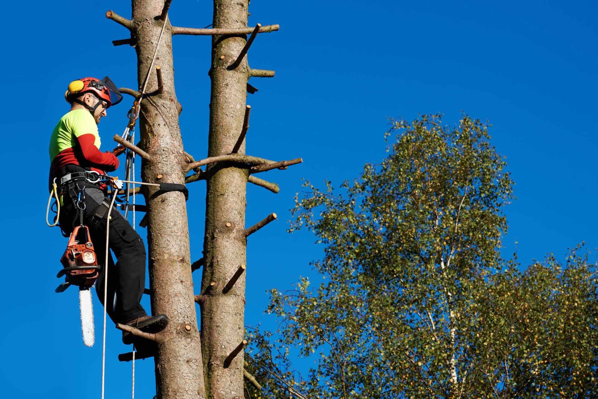 Comprehensive Tree Care Services by Tree Service Irvine CA