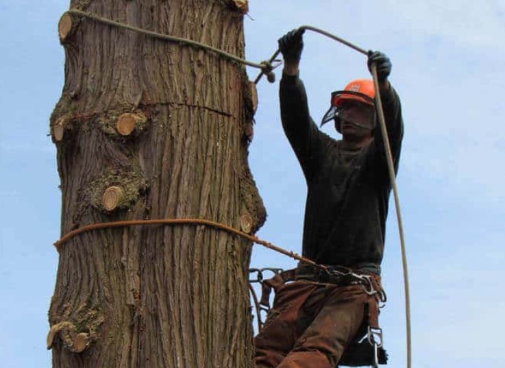 Aesthetic Tree & Hedge Service: Your Trusted Arborist Partner for Exceptional Tree Care in Vancouver and North Vancouver